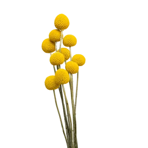 Billy balls