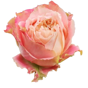 153