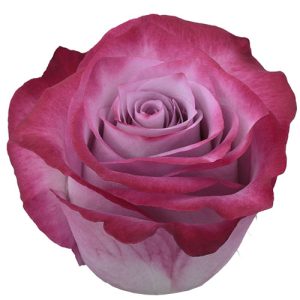 deep purple