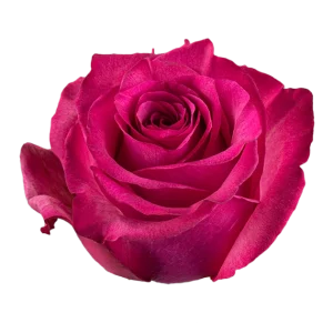 Lola rose Flower Village