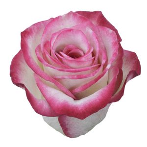 RaspberryIce