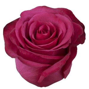 Roseberry