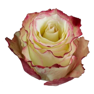 sweetness rose variety flower village