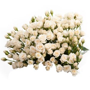 white majolkia