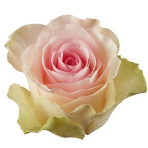 sweet-lady