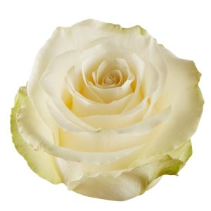 Vino Bianco