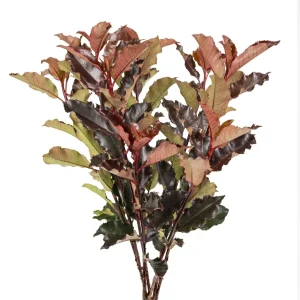 Photinia