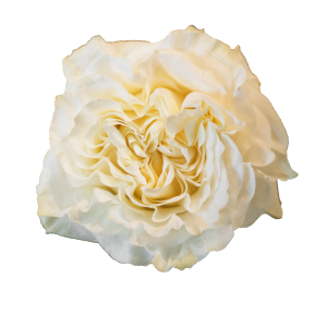 Creamykiss