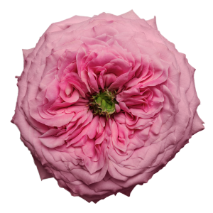 Peonikiss