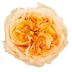 Crystal Flame
