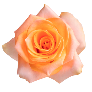 HoneyGlow