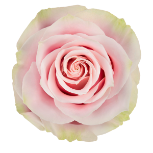 Pink Mondial