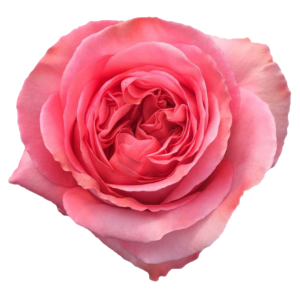 Pink X-pression